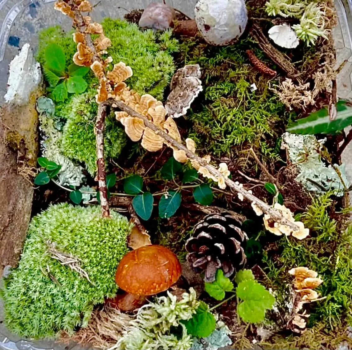 Image of Terrarium Plant Kit