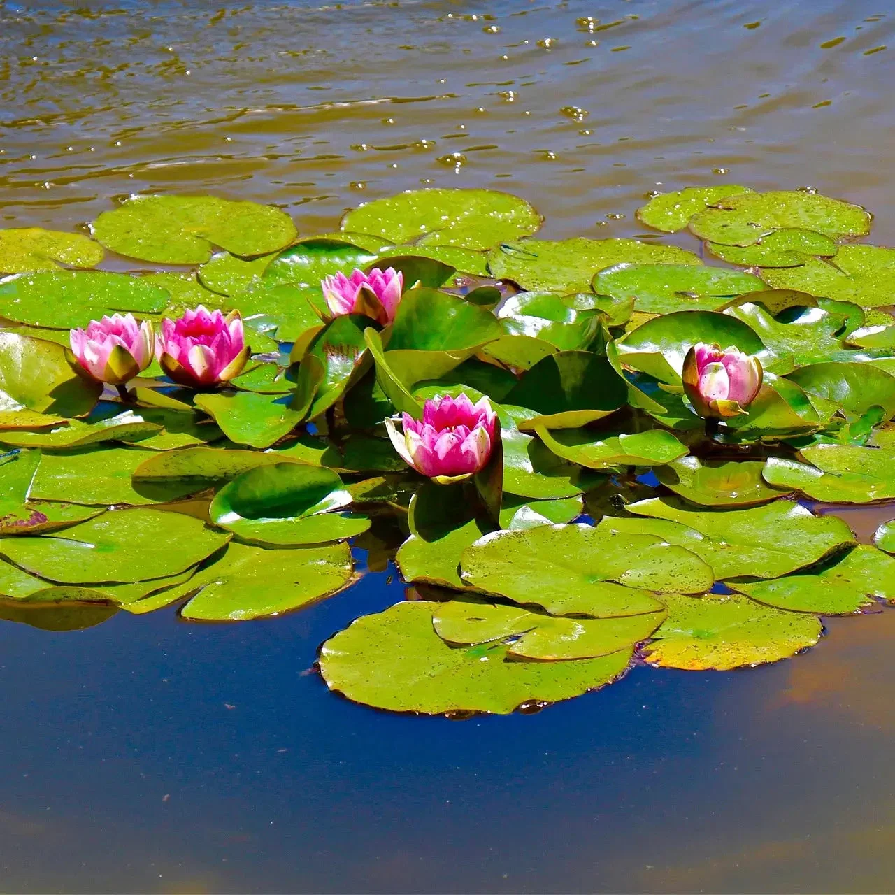 Image of Water Lilies