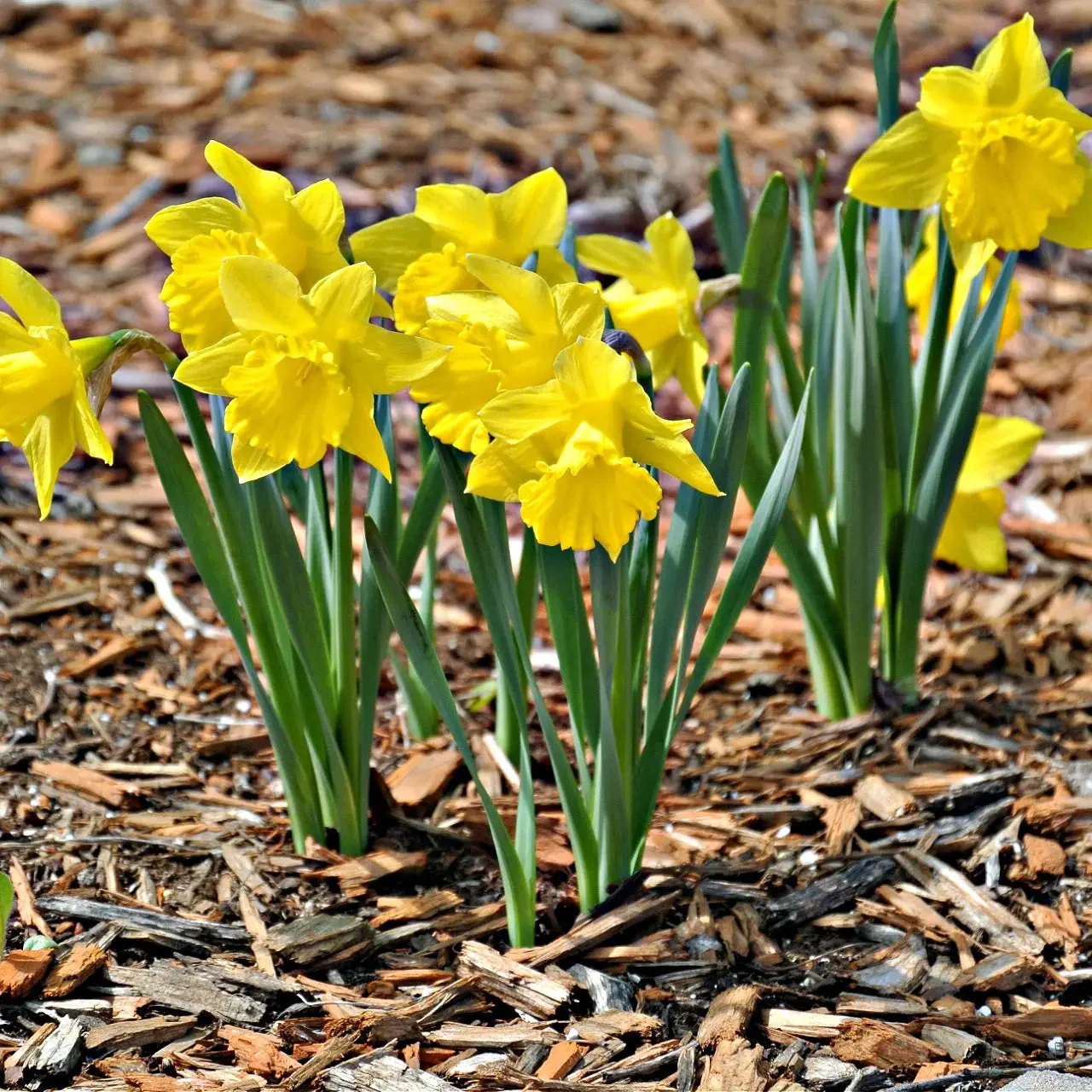 Image of Narcissus Daffodil Plant