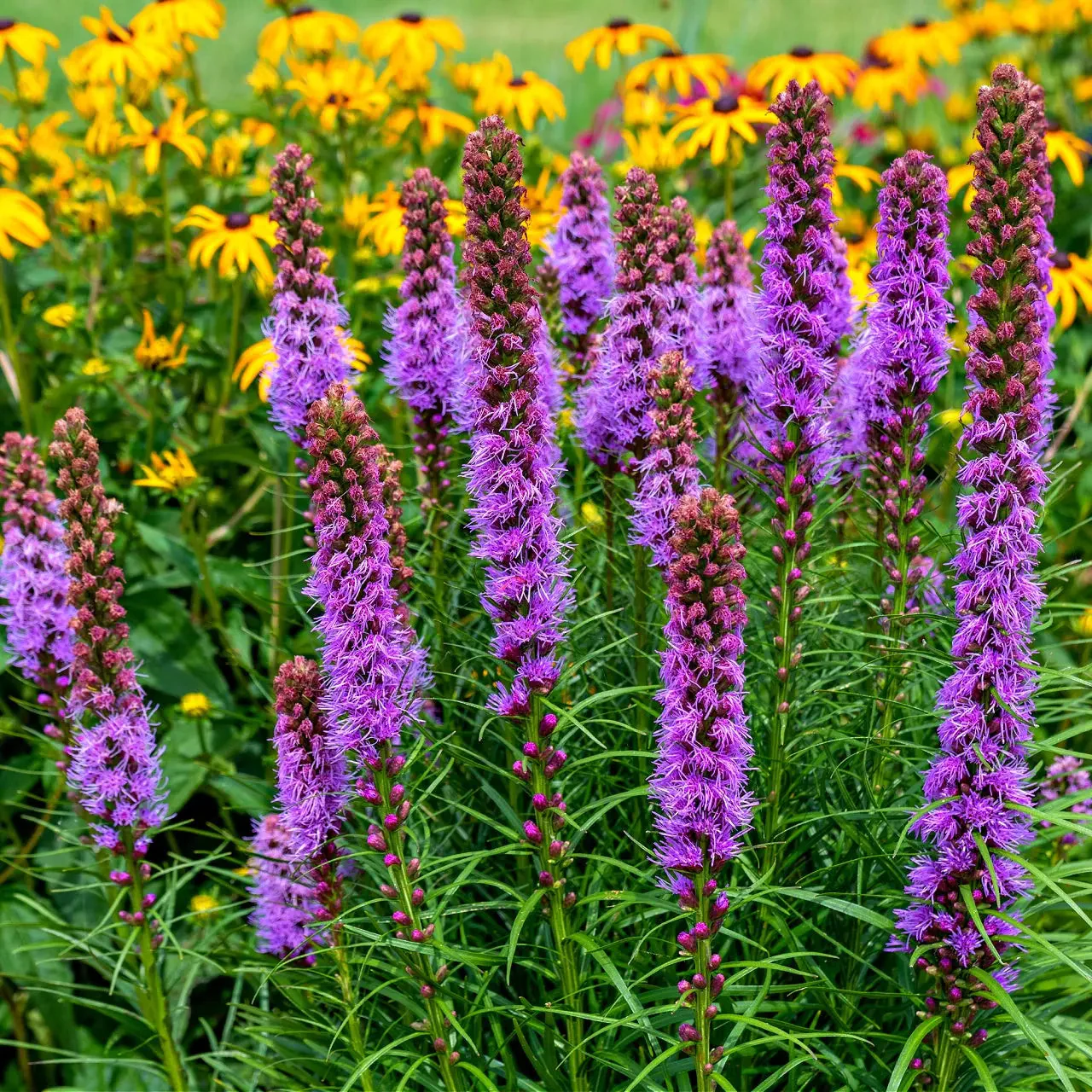 Image of Blazing Star Plant