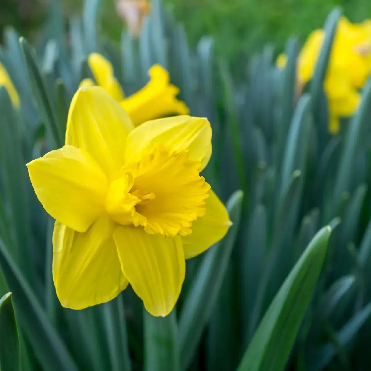 Image of Daffodil Plant