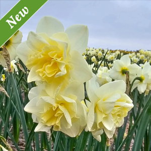 Little Kiwi Daffodil