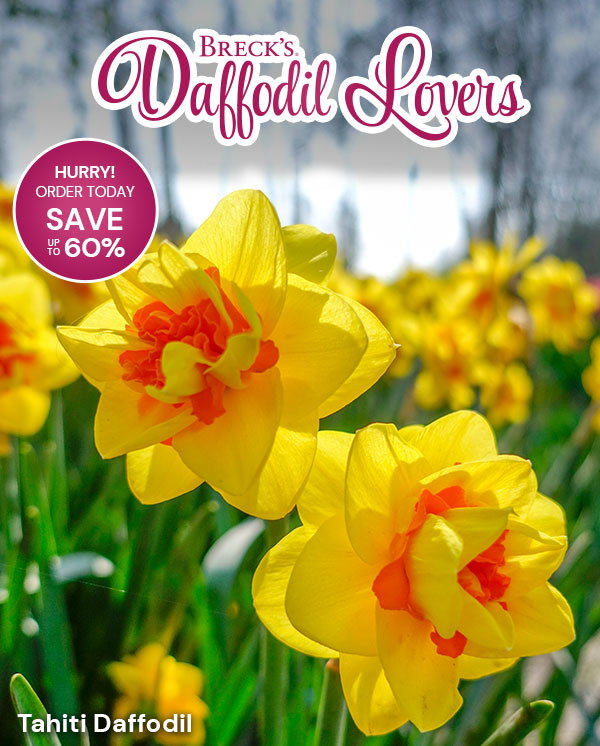 Daffodil Lovers Save up to 60%