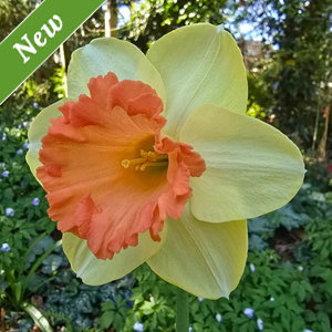 Fulfillment Daffodil