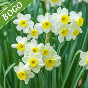 Minnow Daffodil