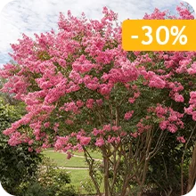 Lilas des Indes rose