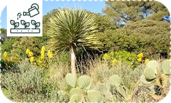 Créer un jardin sans arrosage :