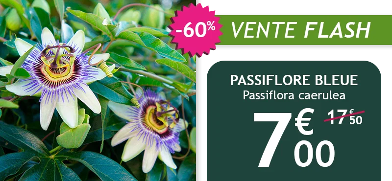 La passiflore bleue est à -60% soit 7,00€ au lieu de 17,50€ !