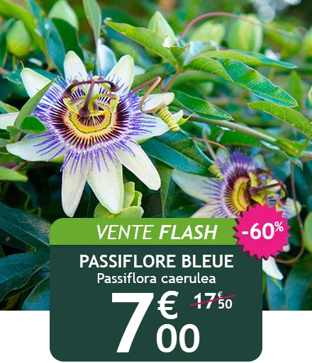 La passiflore bleue est à -60% soit 7,00€ au lieu de 17,50€ !