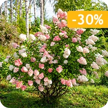 Hortensia paniculé 'Vanille Fraise'