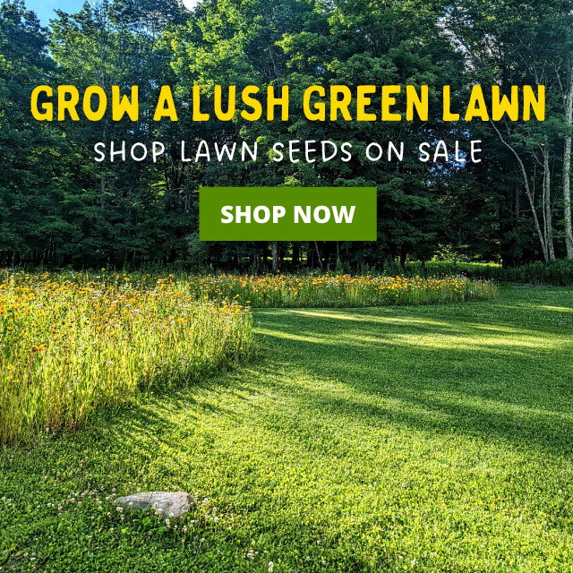 Shop Lawn seeds on sale