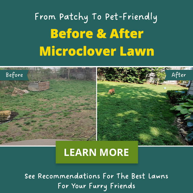 Microclover lawn