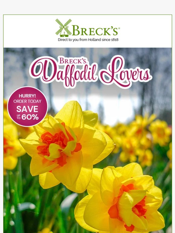 Fill Your Next Spring Garden with Dazzling Daffodils