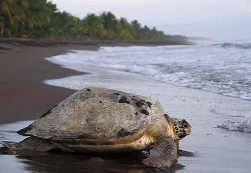 Discover Costa Rica