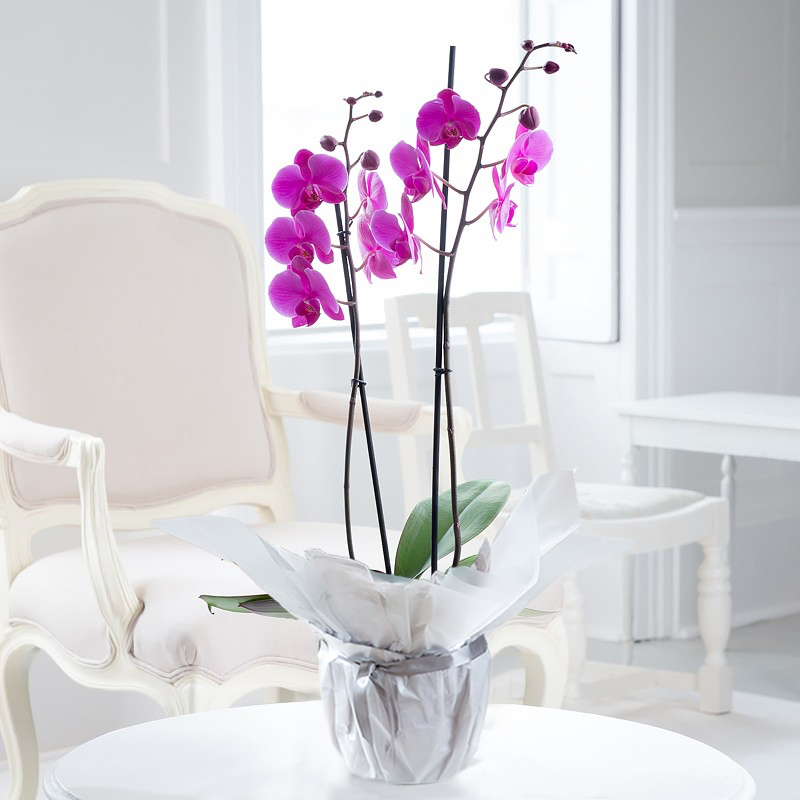 Image of Gift Wrapped Double Stem Pink Orchid