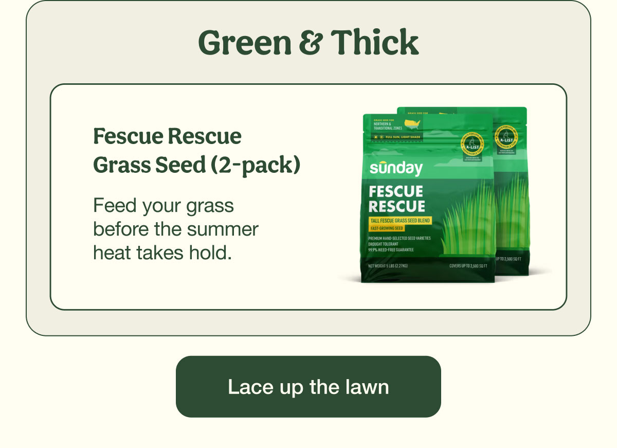 Green & Thick | Fescue Rescue Grass Seed (2-pack) | Lace Up The Lawn