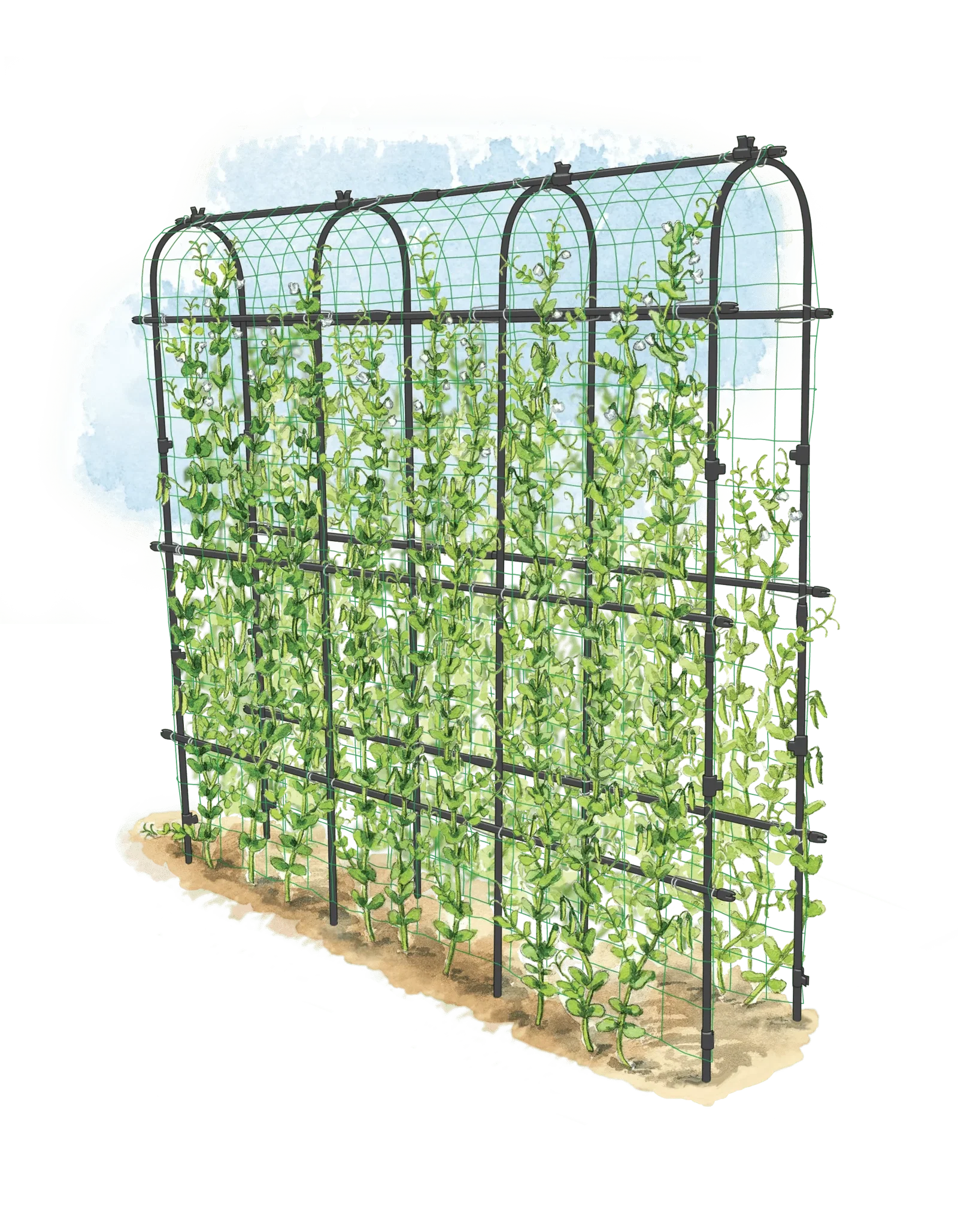Image of Titan™ Pea Tunnel