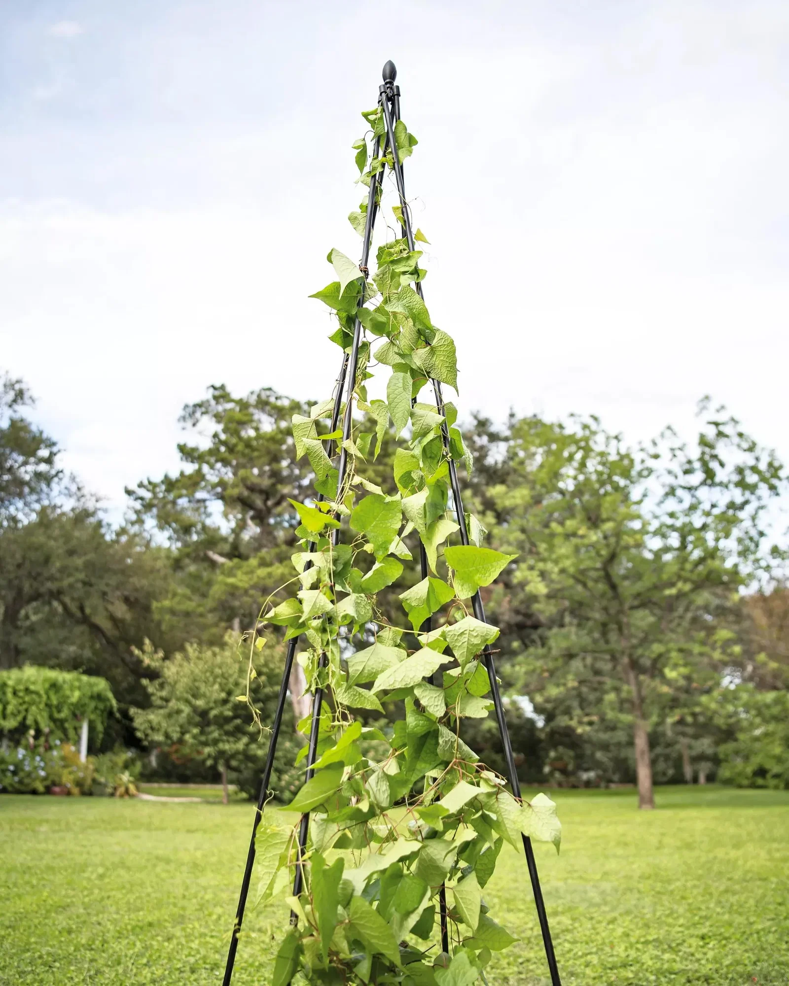 Image of Titan™ Teepee Trellis