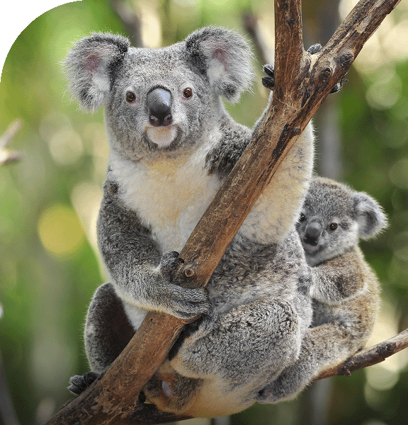 A pair of koalas cling to trees in Australia.