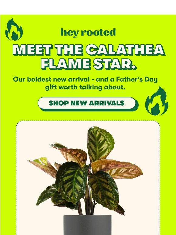 The Calathea Flamestar is here and it's giving dad energy 🔥