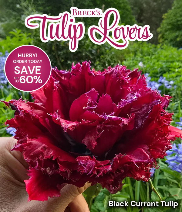 Tulip Lovers Catalog - Up to 60% off