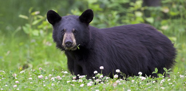 Black bear grazing on a field of clover.