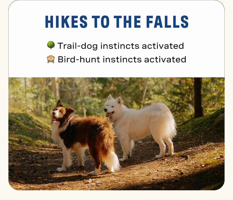Hikes to the Falls = trail-dog instincts activated + bird-hunt instincts activated
