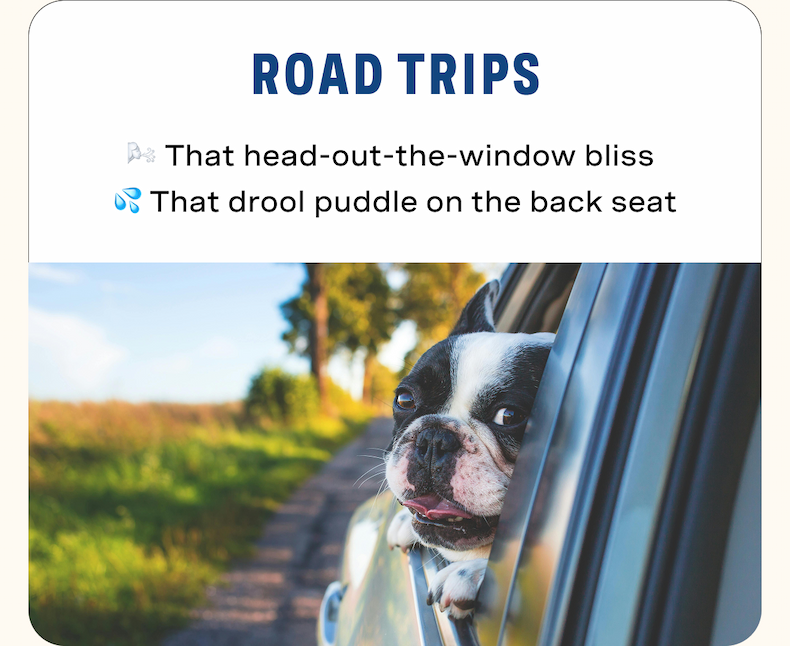 Road Trips = head-out-the-window bliss + drool puddle on the back seat