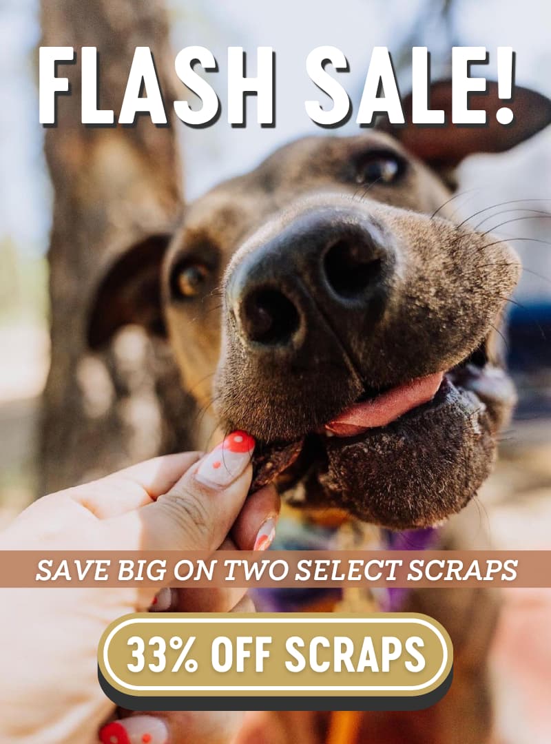 Flash Sale! 33% OFF Scraps! Dog eats a scrap chew.