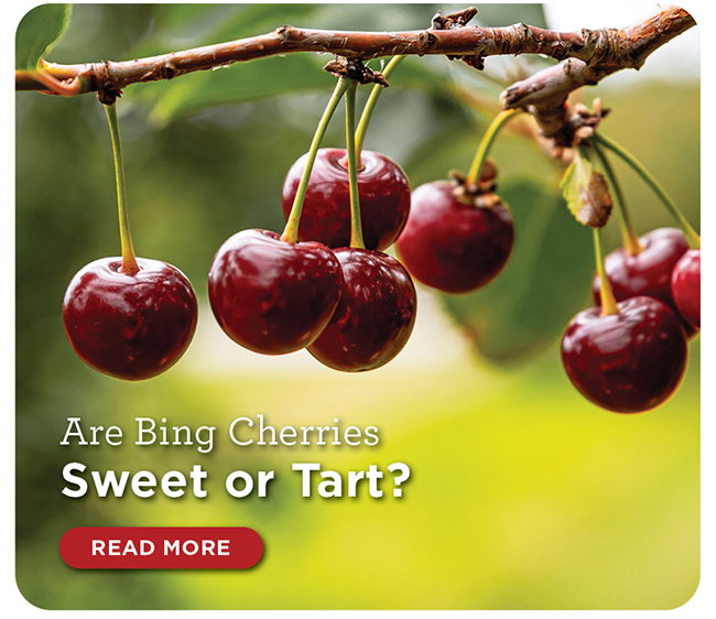 Are Bing Cherries Sweet or Tart?