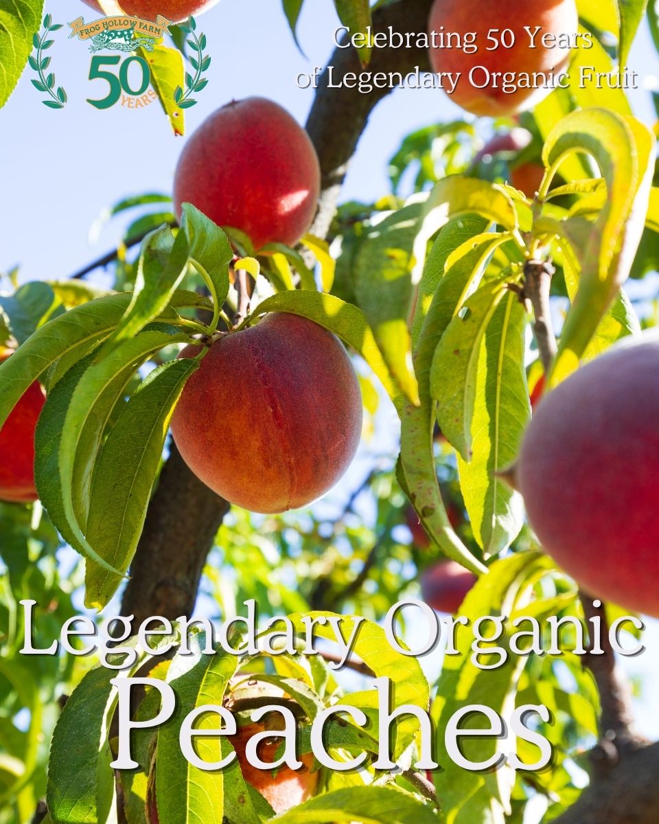 Harvesting organic peaches