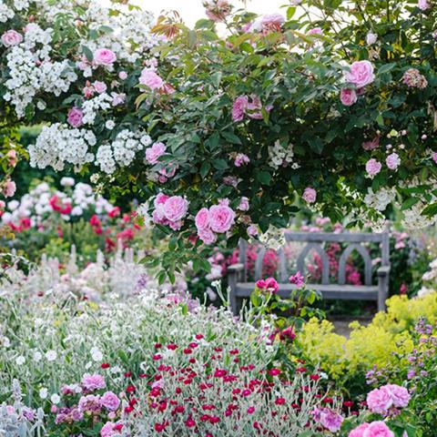 Rose Weekend – Craft and Food Fair at RHS Rosemoor | 26 – 28 Jun
