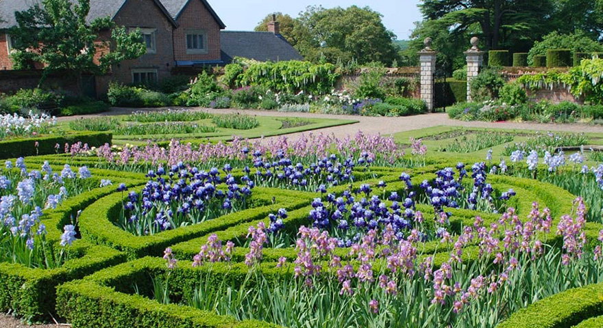 Doddington Hall shares their top iris growing tips