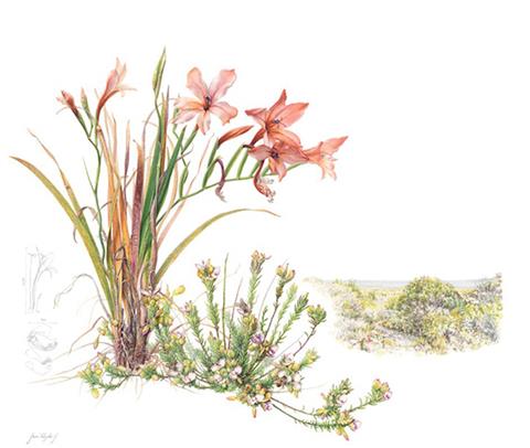 RHS Botanical Art and Photography Show