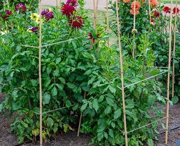 Stake tall plants