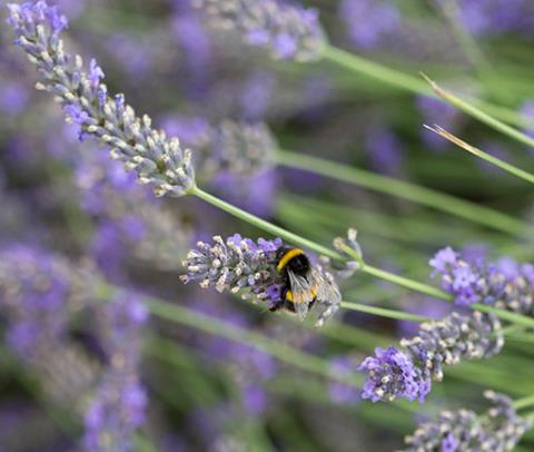 Which is the best lavender for bees?
