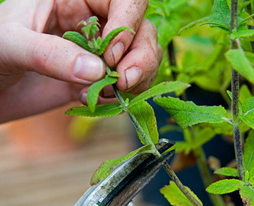 Grow new plants for free