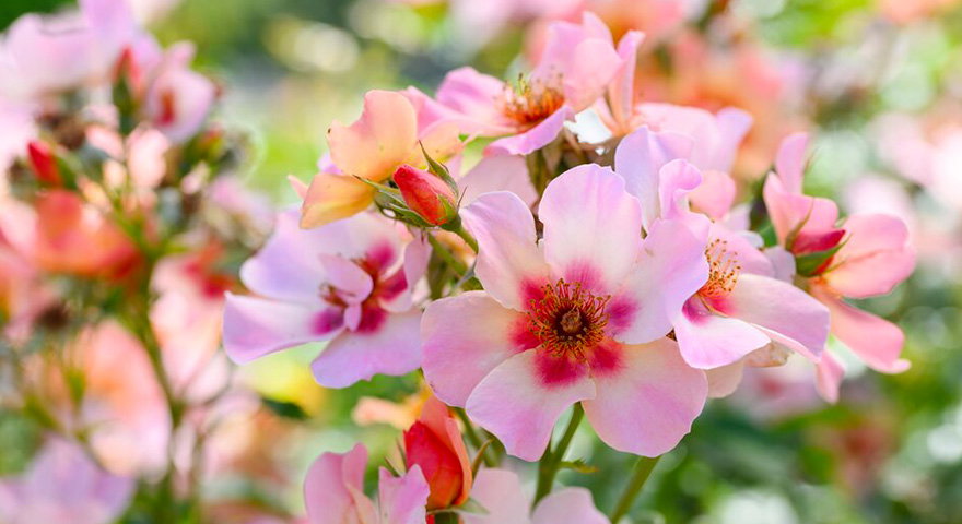 Your gardening update from the RHS