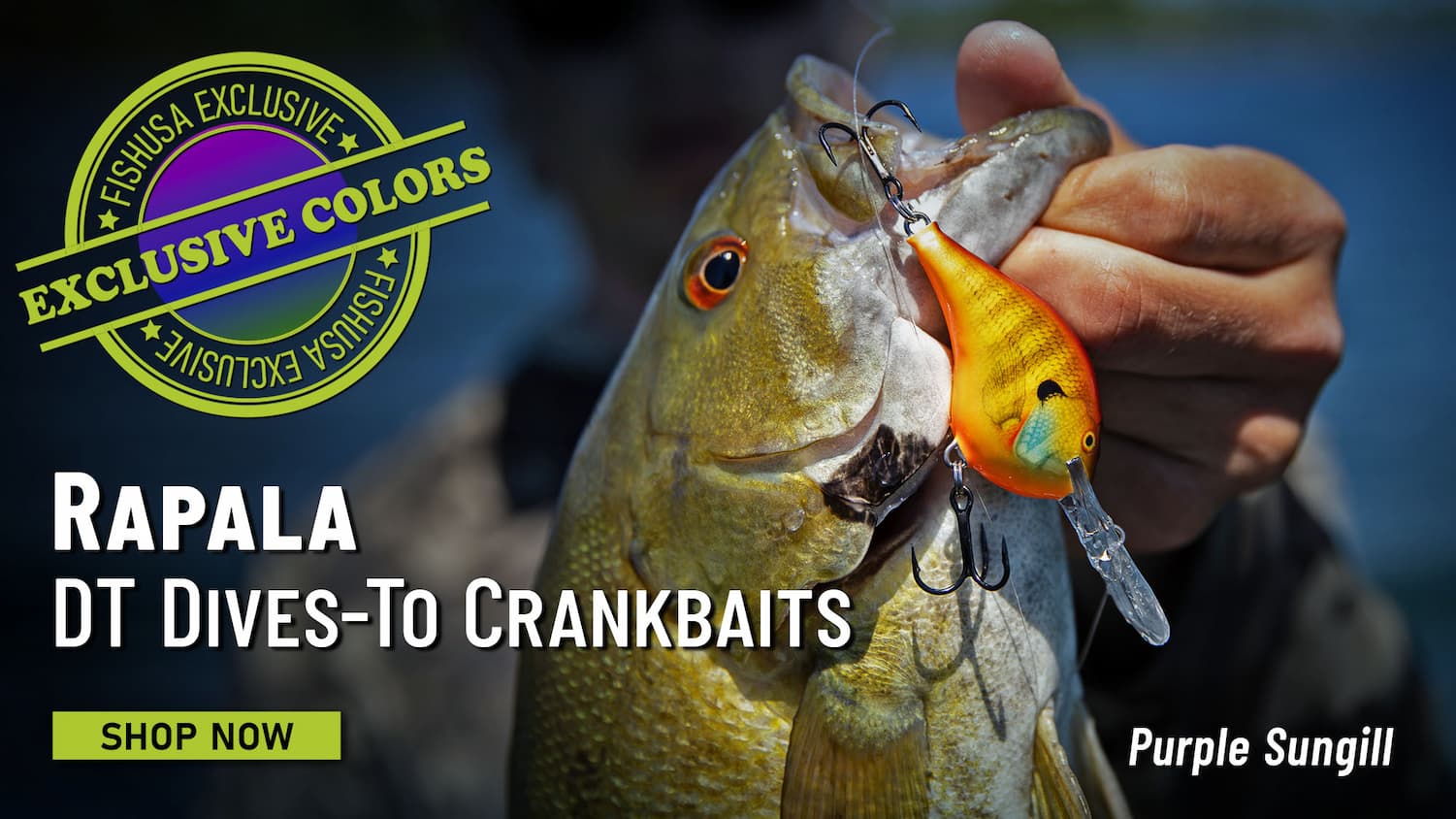 FishUSA Exclusive Colors Rapala DT Dives-To Crankbaits Purple Sungill Shop Now