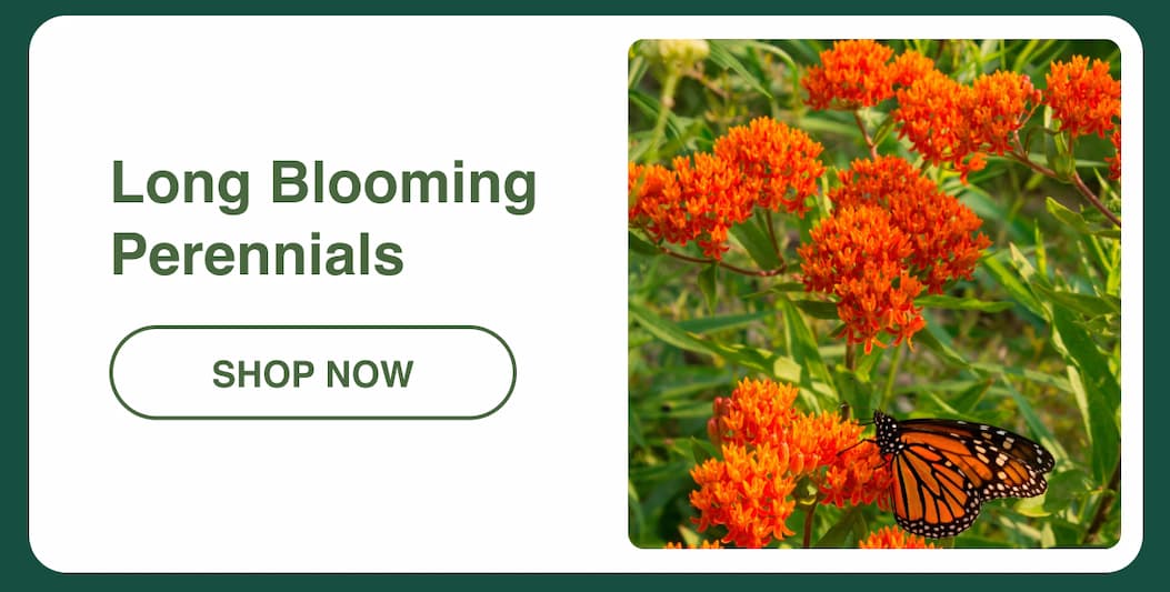 Long blooming perennials