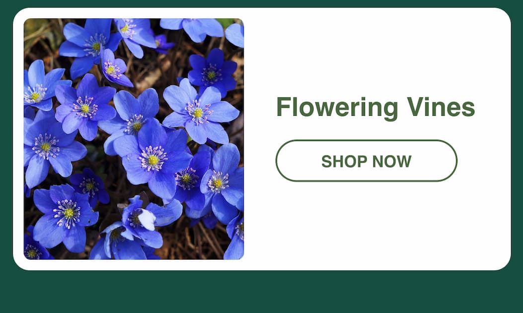 Flowering Vines