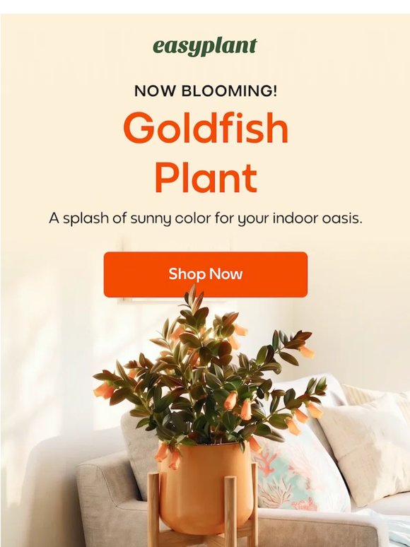 Now Blooming: the Goldfish Plant 🧡