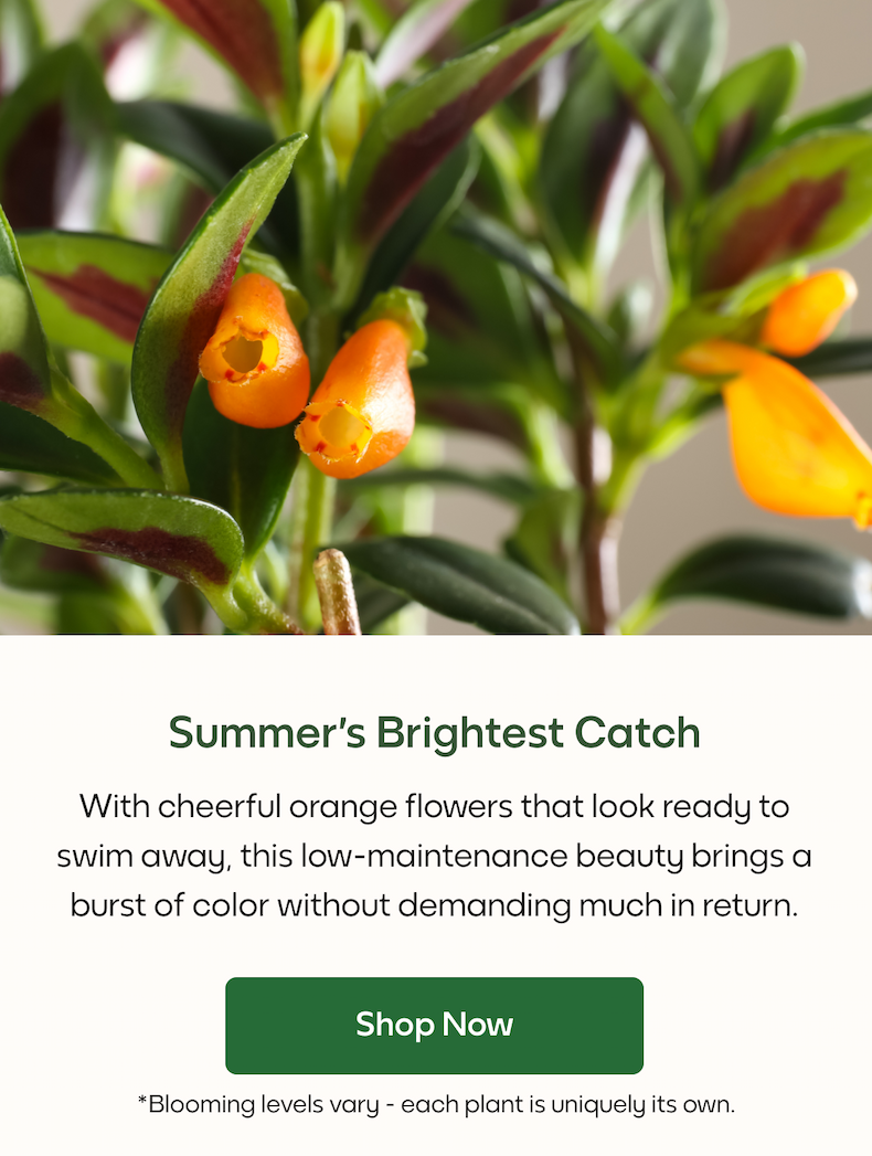 Summer's Brightest Catch