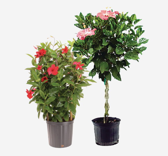 SAVE 25%* All Tropical Blooming Plants