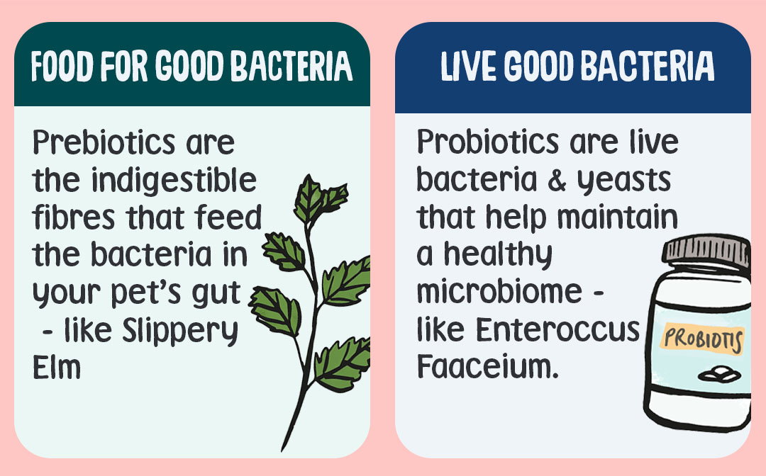 prebiotics vs probiotics
