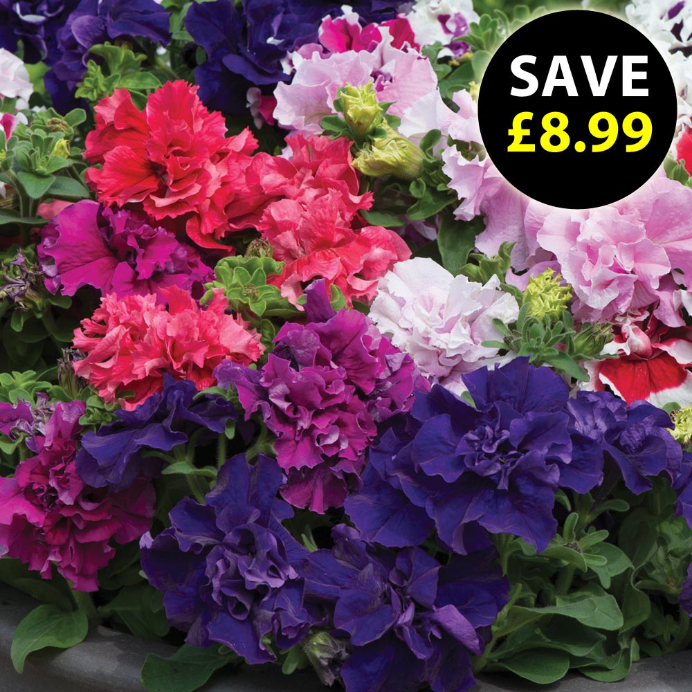 Petunia 'Orchid-Flowered Mixed'