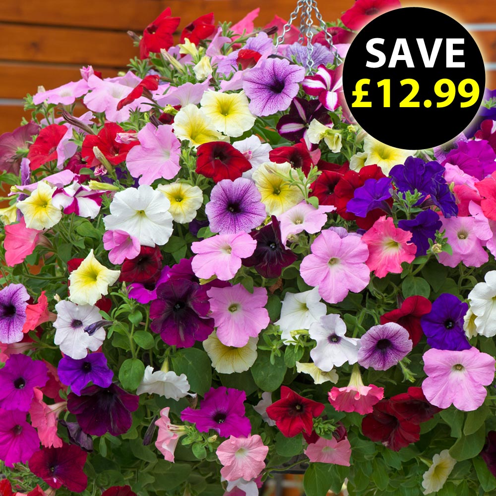 Petunia 'Easy Wave Ultimate Mixed'