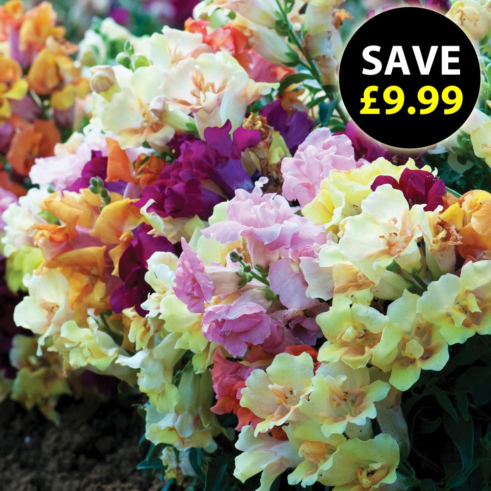 Antirrhinum 'Mini Butterflies Mixed'