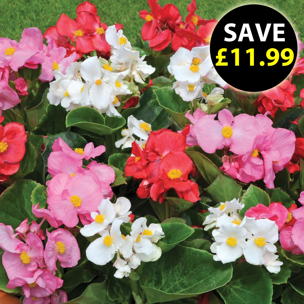 Begonia 'Lotto Mixed'