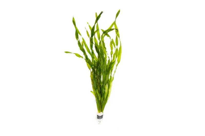 Image of VALLISNERIA AMERICANA